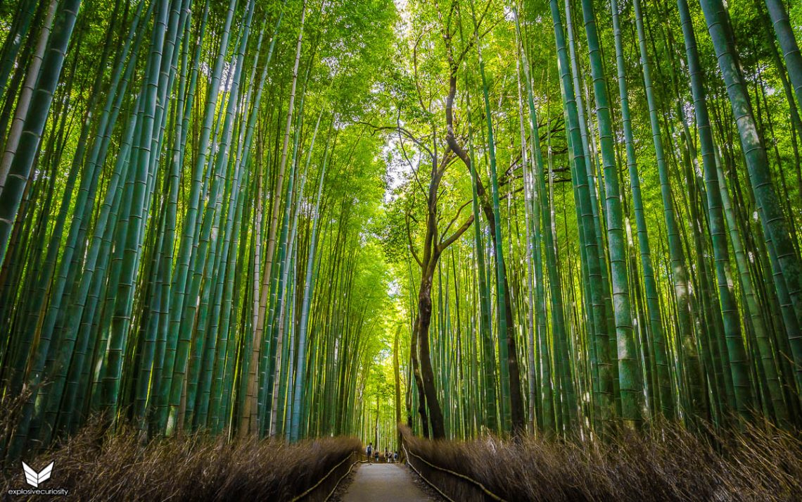 Bamboo Forest – Explosive Curiosity